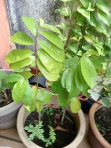 Anak pokok Durian Belanda