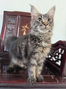 Mainecoon