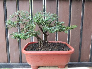Bonsai Mata Udang / Jari Lipan