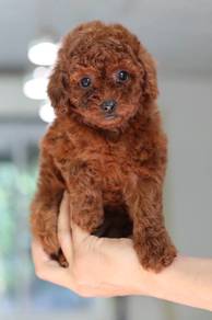 red toy poodle puppies 