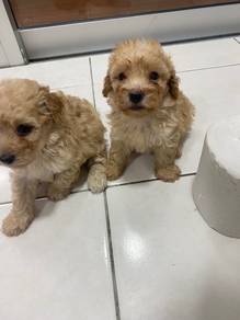 toy poodle for sale