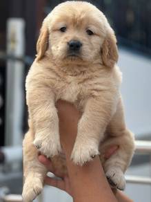 golden retriever MKA 