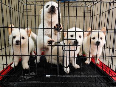Pups cage