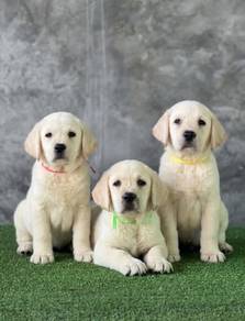Labrador retriever with MKA 