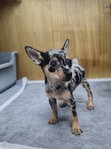 Chihuahua puppies 