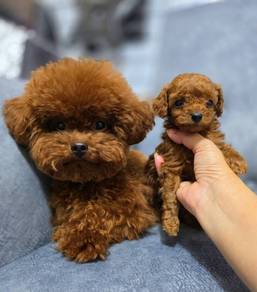 Red tiny poodle 