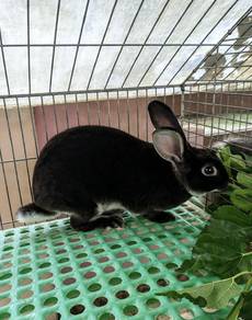 Arnab Minirex