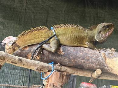 chinese water dragon