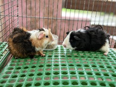 Guinea Pig Merino