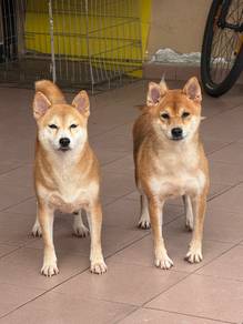Adult Shiba Inu