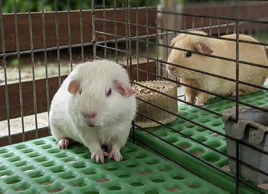 Guinea Pig American 