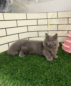 Minuet Napoleon kitten