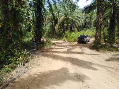 Agricultural-Land-for-sale-Kuala-Krai-Kelantan