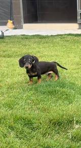 Shorthair Dachshund puppies