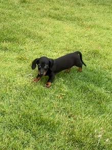 Shorthair Dachshund puppies