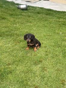 Shorthair Dachshund puppies