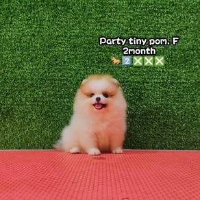 tiny bear pomeranian 
