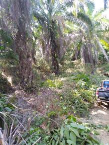 Agricultural-Land-for-sale-Muadzam-Shah-Pahang