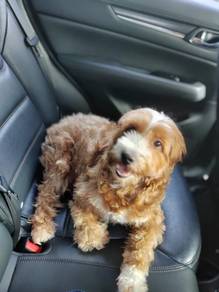 poodle mix