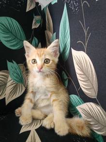 anak kucing comel aktif untuk diberi