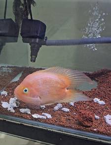 Love parrot fish