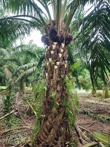 Kebun Sawit Tidak Terurus