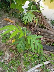 Benih Anak Pokok Sukun