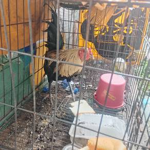 ayam sabung