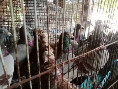 merpati rising homer dan budipet
