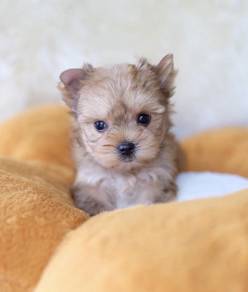 YORKSHIRE TERRIER PUPIES Y48🌻 Female T-Cup size