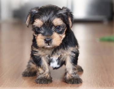 YORKSHIRE TERRIER PUPIES Y52🌻 Male-Female