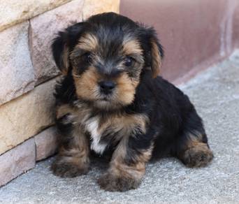 YORKSHIRE TERRIER PUPIES Y53🌻 Male-Female