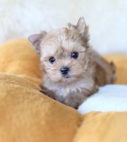 YORKSHIRE TERRIER PUPIES Y49🌻 Female T-Cup size