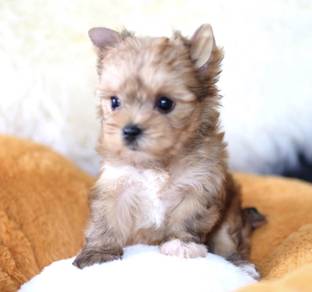 YORKSHIRE TERRIER PUPIES Y51🌻 Female T-Cup size