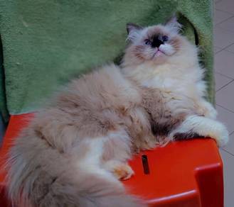 Ragdoll Cat Mating