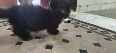 Munchkin