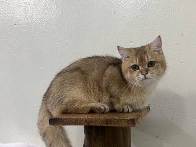 Munchkin British SHORTHAIR GOLDEN MALE MUNCHKIN