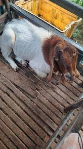 jantan boer cukup umur