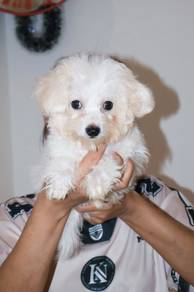 J0864 Bichon Sweet Face Soft White Fur Puppy