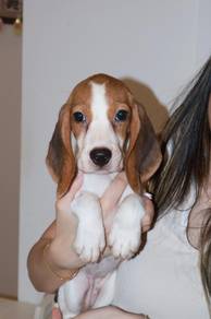 J0865 Beagle Cute Tricolor Short Hair Puppy