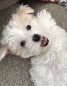 U4067 Tippy-toed Maltipoo gorgeous fluffy fur char
