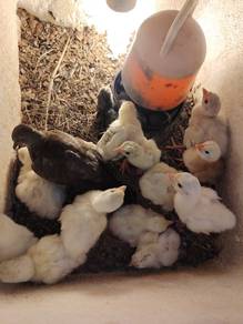 Anak Light Sussex 
