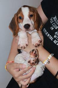 J0866 Beagle Cute Little Face Charming Puppy