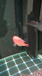 Round Body King Kong Fish