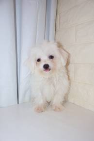J0867 Maltese Adorable Teddy Bear Face Puppy