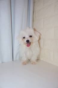 J0869 Maltese Sweet Expression Silky Coat Puppy