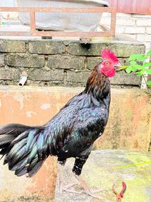 Ayam baka