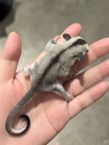 Sugar Glider White face Jantan