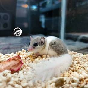 Door mice need home urgently.