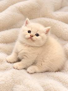 Munchkin Male Kitten